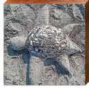 Sand Turtle TRE9 | Wall Art Print on Real Wood