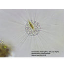 Trino Researcher II 40-1000x Microscope