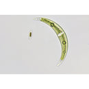 Science TRM 301 Microscope