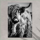 Black And White Highland Cow Portrait Canvas Wall Art