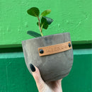 Talk Dirt To Me Paulownia Wood Planter | 5" Tall