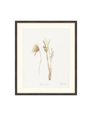 Wild Flowers II