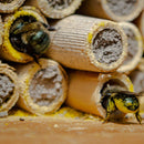Spring Mason Bees