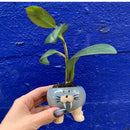 Tiny Blue Walrus Pot | Cute Animal Shaped Ceramic Planter | 2.5" Tall