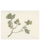 Pastel Mistletoe