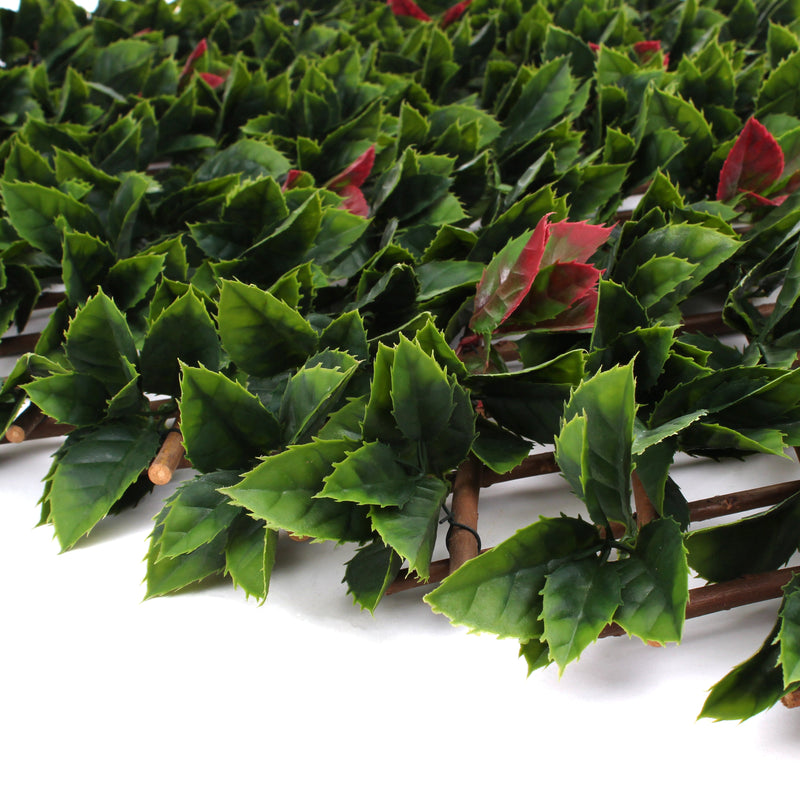 Red Tipped Photinia Trellis