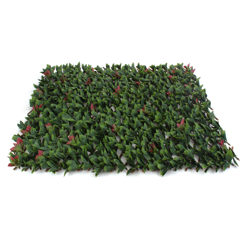 Red Tipped Photinia Trellis