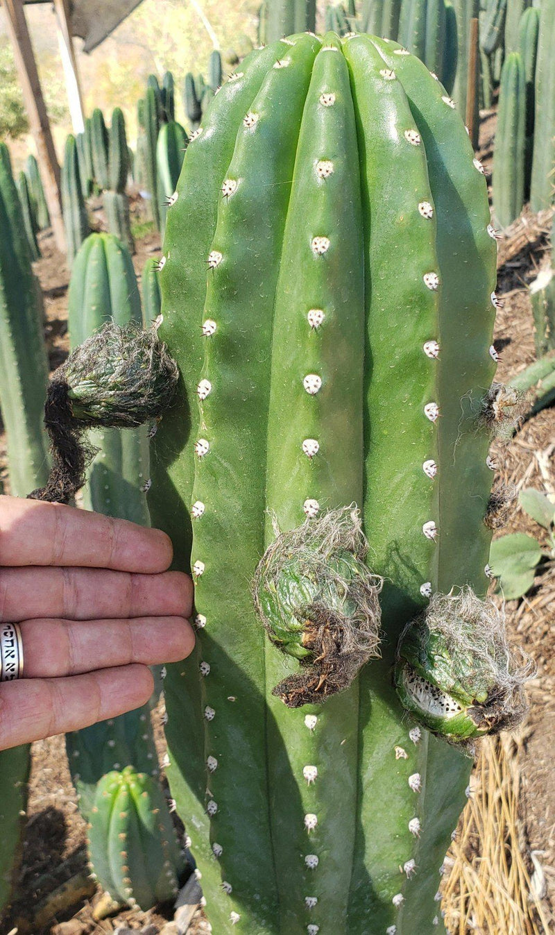 Trichocereus Cactus Seeds Pachanoi, Peruvianus, Bridgesii, Scopulicola, Hybrid seed & others