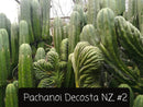 Trichocereus Cactus Seeds Pachanoi, Peruvianus, Bridgesii, Scopulicola, Hybrid seed & others
