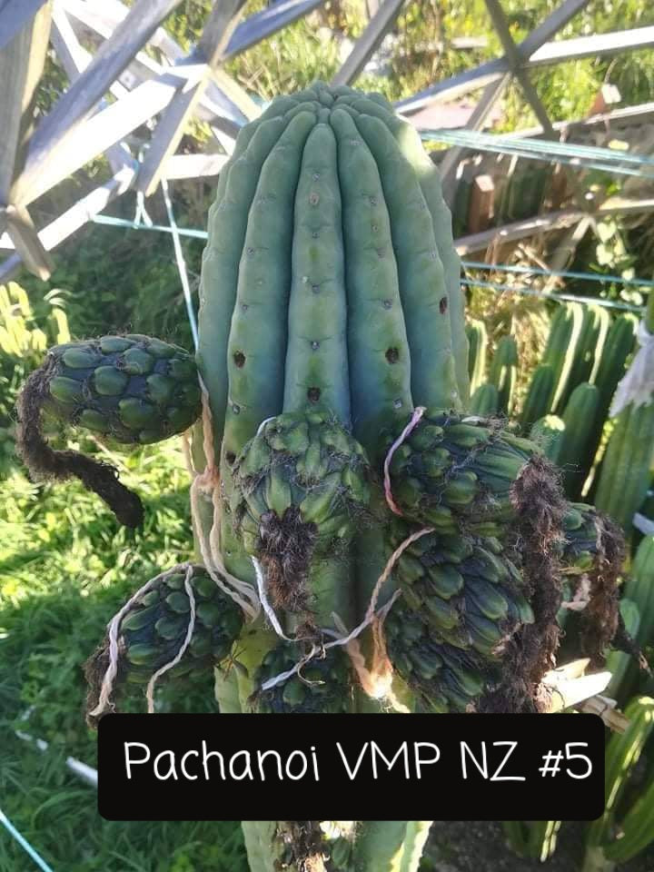 Trichocereus Cactus Seeds Pachanoi, Peruvianus, Bridgesii, Scopulicola, Hybrid seed & others