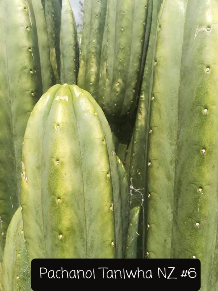 Trichocereus Cactus Seeds Pachanoi, Peruvianus, Bridgesii, Scopulicola, Hybrid seed & others