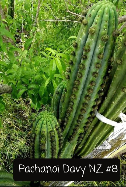 Trichocereus Cactus Seeds Pachanoi, Peruvianus, Bridgesii, Scopulicola, Hybrid seed & others