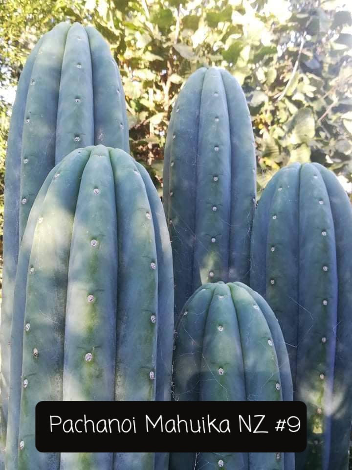 Trichocereus Cactus Seeds Pachanoi, Peruvianus, Bridgesii, Scopulicola, Hybrid seed & others