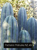 Trichocereus Cactus Seeds Pachanoi, Peruvianus, Bridgesii, Scopulicola, Hybrid seed & others