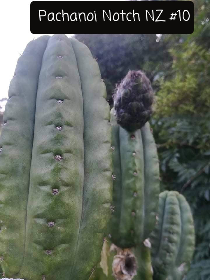 Trichocereus Cactus Seeds Pachanoi, Peruvianus, Bridgesii, Scopulicola, Hybrid seed & others