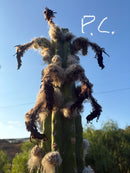 Trichocereus Cactus Seeds Pachanoi, Peruvianus, Bridgesii, Scopulicola, Hybrid seed & others