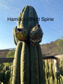 Trichocereus Cactus Seeds Pachanoi, Peruvianus, Bridgesii, Scopulicola, Hybrid seed & others