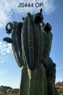 Trichocereus Cactus Seeds Pachanoi, Peruvianus, Bridgesii, Scopulicola, Hybrid seed & others