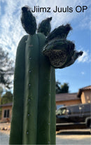 Trichocereus Cactus Seeds Pachanoi, Peruvianus, Bridgesii, Scopulicola, Hybrid seed & others