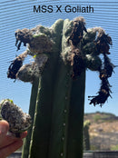 Trichocereus Cactus Seeds Pachanoi, Peruvianus, Bridgesii, Scopulicola, Hybrid seed & others