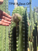 Trichocereus Cactus Seeds Pachanoi, Peruvianus, Bridgesii, Scopulicola, Hybrid seed & others