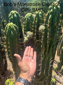 Trichocereus Cactus Seeds Pachanoi, Peruvianus, Bridgesii, Scopulicola, Hybrid seed & others