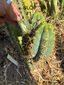 Trichocereus Cactus Seeds Pachanoi, Peruvianus, Bridgesii, Scopulicola, Hybrid seed & others