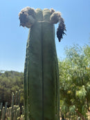 Trichocereus Cactus Seeds Pachanoi, Peruvianus, Bridgesii, Scopulicola, Hybrid seed & others