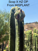 Trichocereus Cactus Seeds Pachanoi, Peruvianus, Bridgesii, Scopulicola, Hybrid seed & others