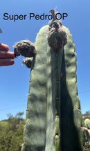 Trichocereus Cactus Seeds Pachanoi, Peruvianus, Bridgesii, Scopulicola, Hybrid seed & others