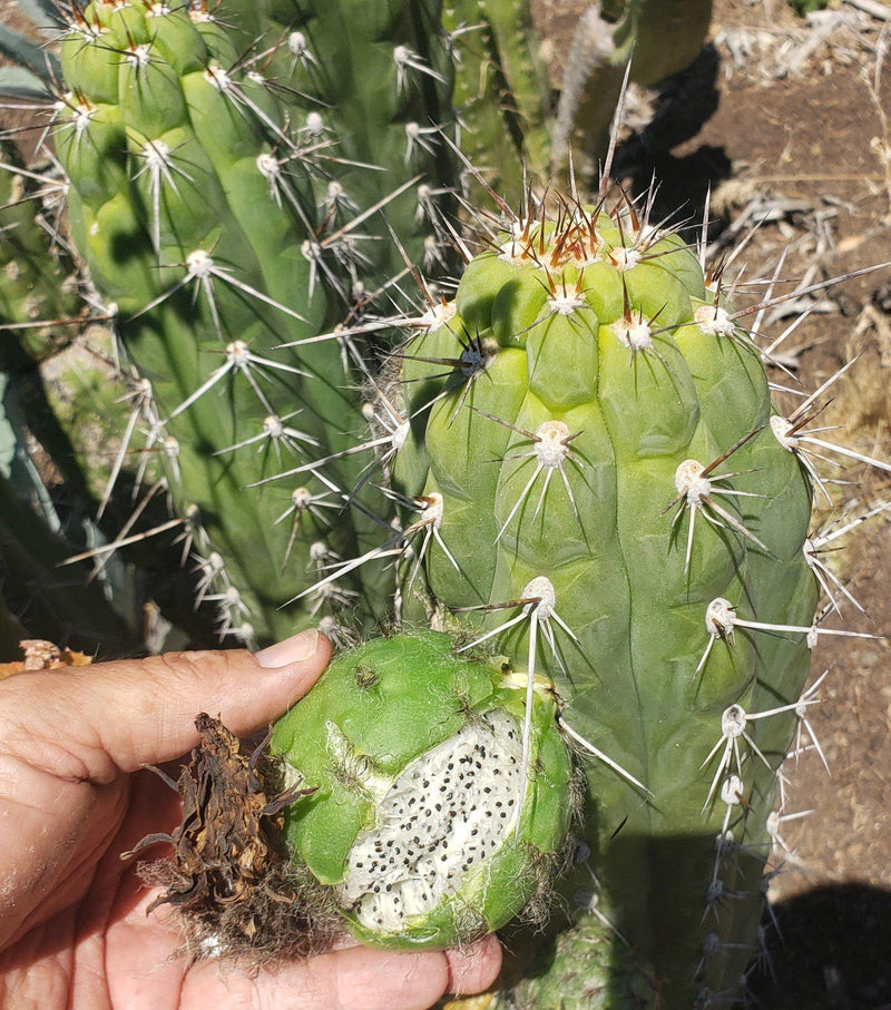 Trichocereus Cactus Seeds Pachanoi, Peruvianus, Bridgesii, Scopulicola, Hybrid seed & others