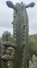 Trichocereus Cactus Seeds Pachanoi, Peruvianus, Bridgesii, Scopulicola, Hybrid seed & others