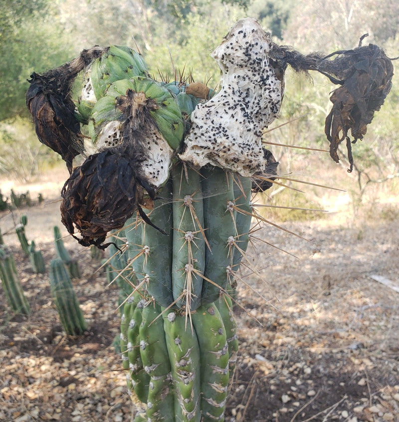 Trichocereus Cactus Seeds Pachanoi, Peruvianus, Bridgesii, Scopulicola, Hybrid seed & others