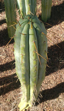 Trichocereus Cactus Seeds Pachanoi, Peruvianus, Bridgesii, Scopulicola, Hybrid seed & others