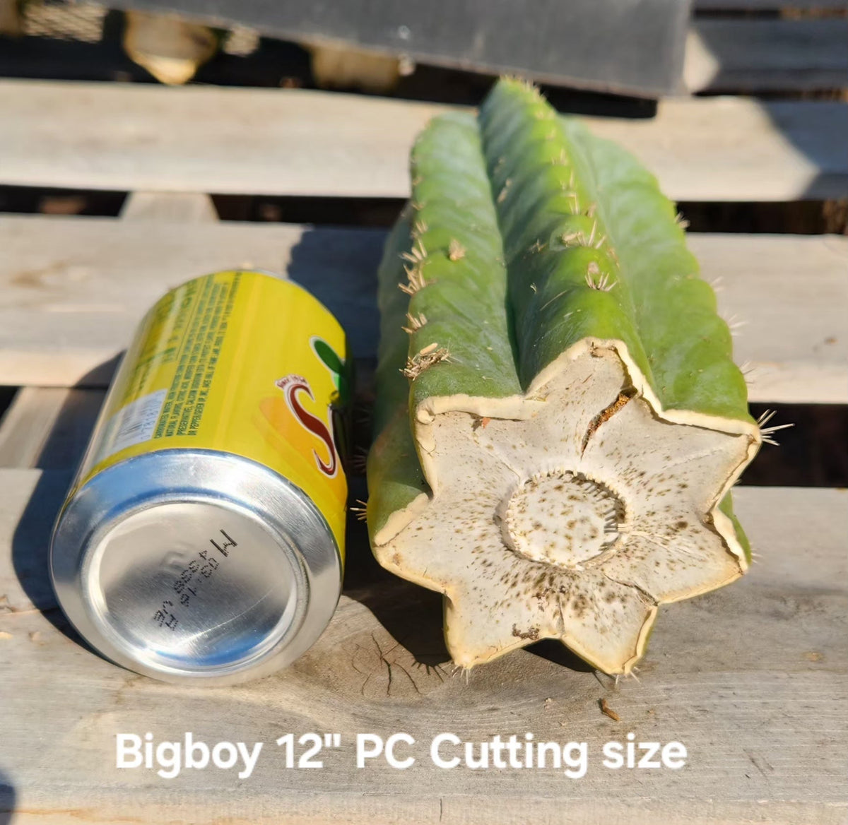san pedro cactus cutting Trichocereus Pachanoi Common San Pedro PC Ornamental Grafting Cactus C