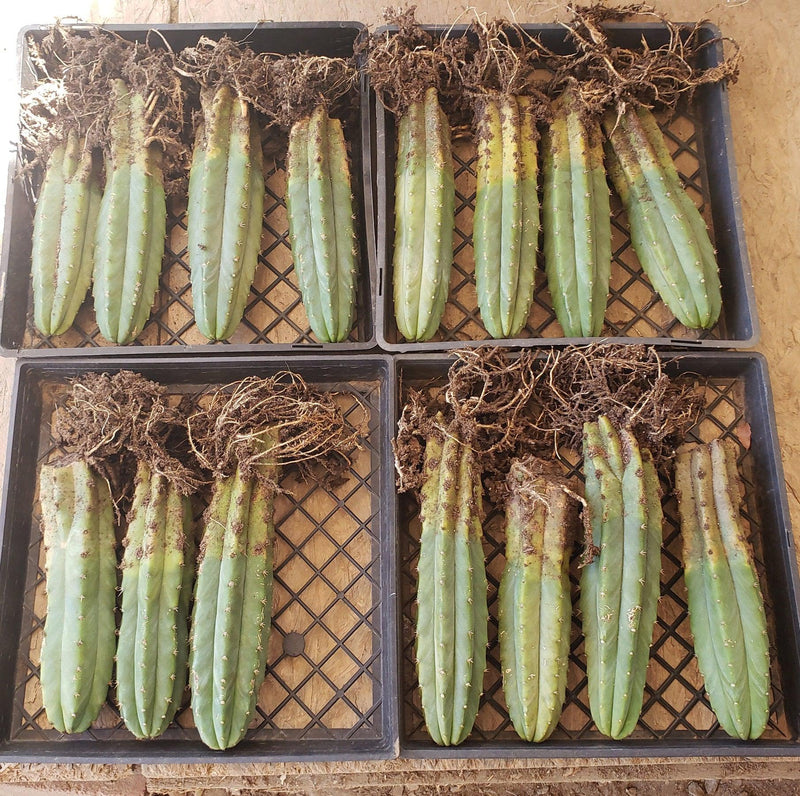 Trichocereus Pachanoi Common San Pedro PC Ornamental Grafting Cactus Cuttings and Potted