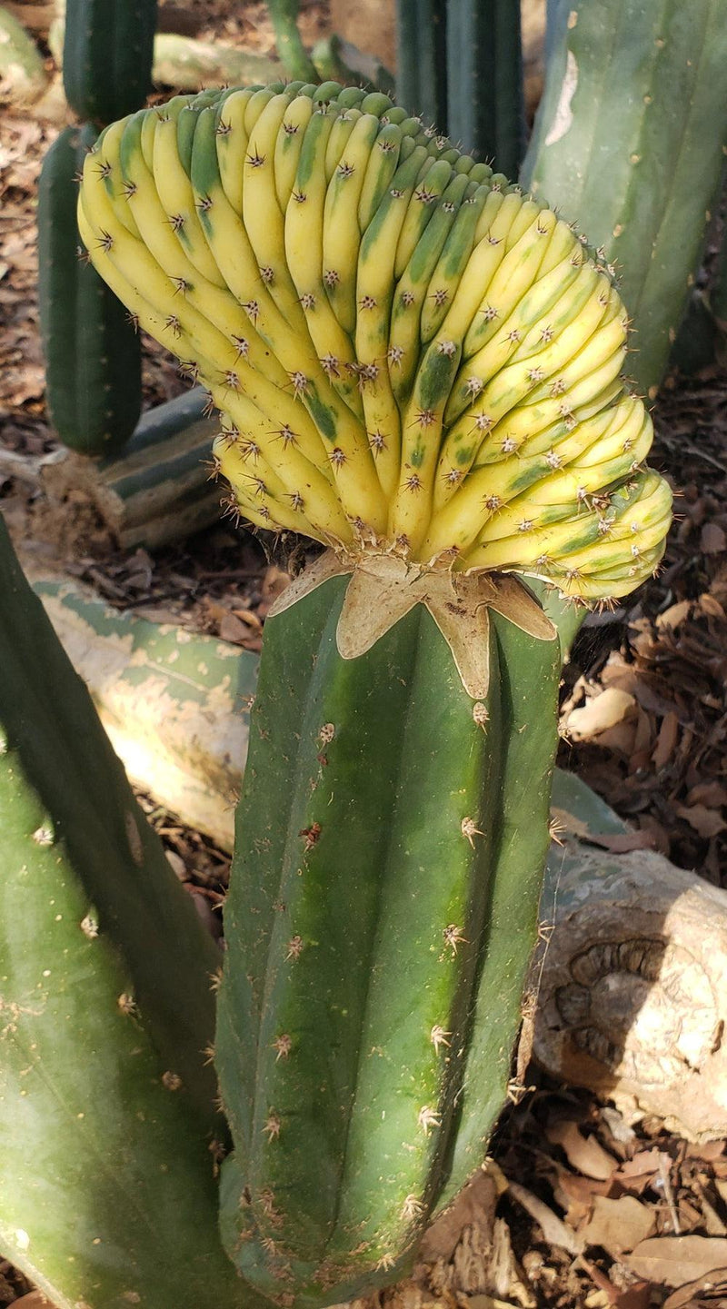 Trichocereus Pachanoi Common San Pedro PC Ornamental Grafting Cactus Cuttings and Potted