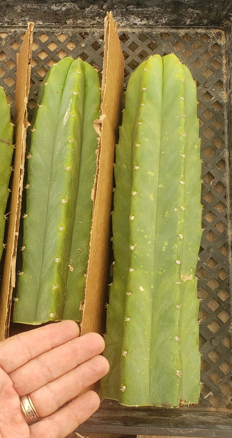 Trichocereus Pachanoi Common San Pedro PC Ornamental Grafting Cactus Cuttings and Potted