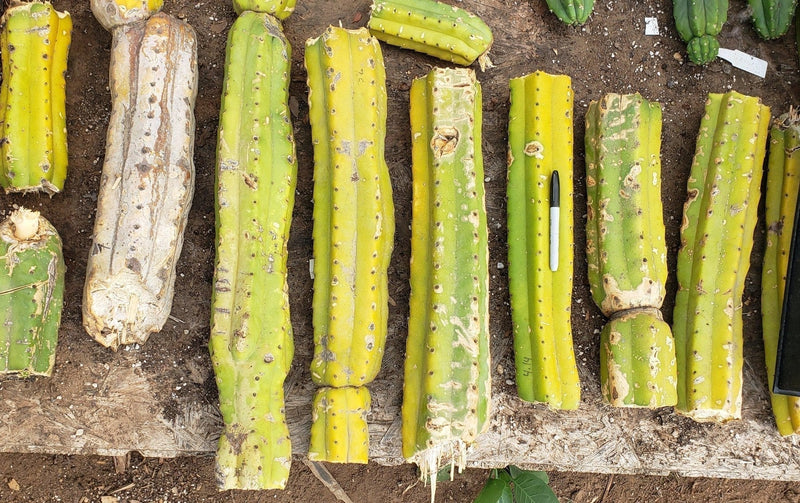 Trichocereus Pachanoi Common San Pedro PC Ornamental Grafting Cactus Cuttings and Potted