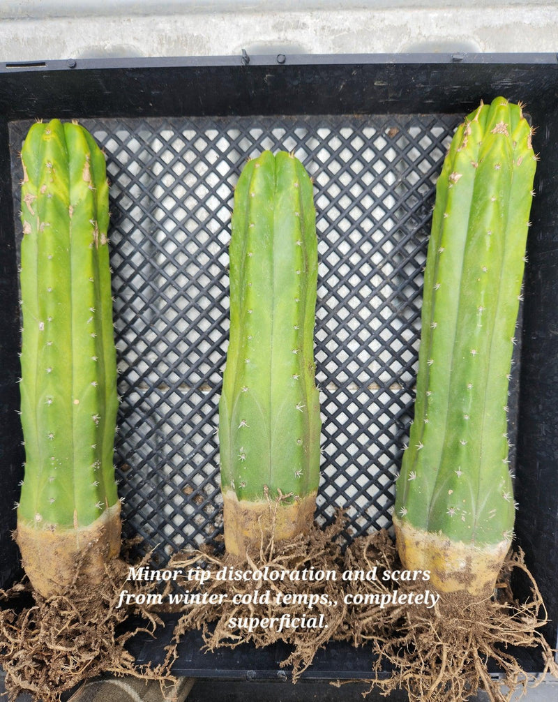 Trichocereus Pachanoi Common San Pedro PC Ornamental Grafting Cactus Cuttings and Potted