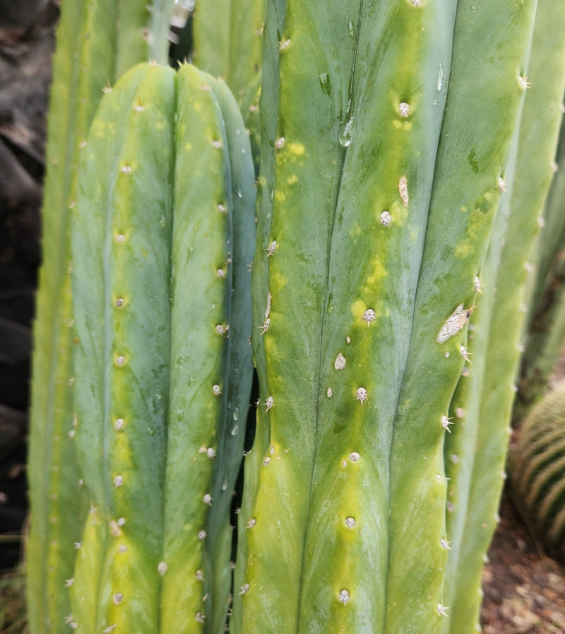 Trichocereus Pachanoi Common San Pedro PC Ornamental Grafting Cactus Cuttings and Potted