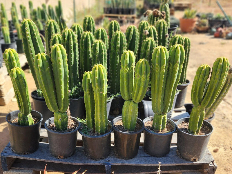san pedro cactus buy Trichocereus Pachanoi Common San Pedro PC Ornamental Grafting Cactus C