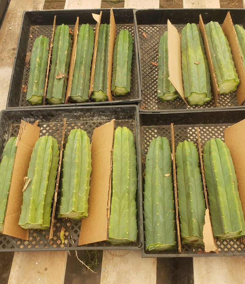 Trichocereus Pachanoi Common San Pedro PC Ornamental Grafting Cactus Cuttings and Potted