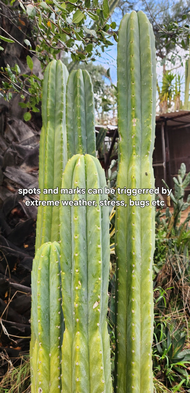 Trichocereus Pachanoi Common San Pedro PC Ornamental Grafting Cactus Cuttings and Potted