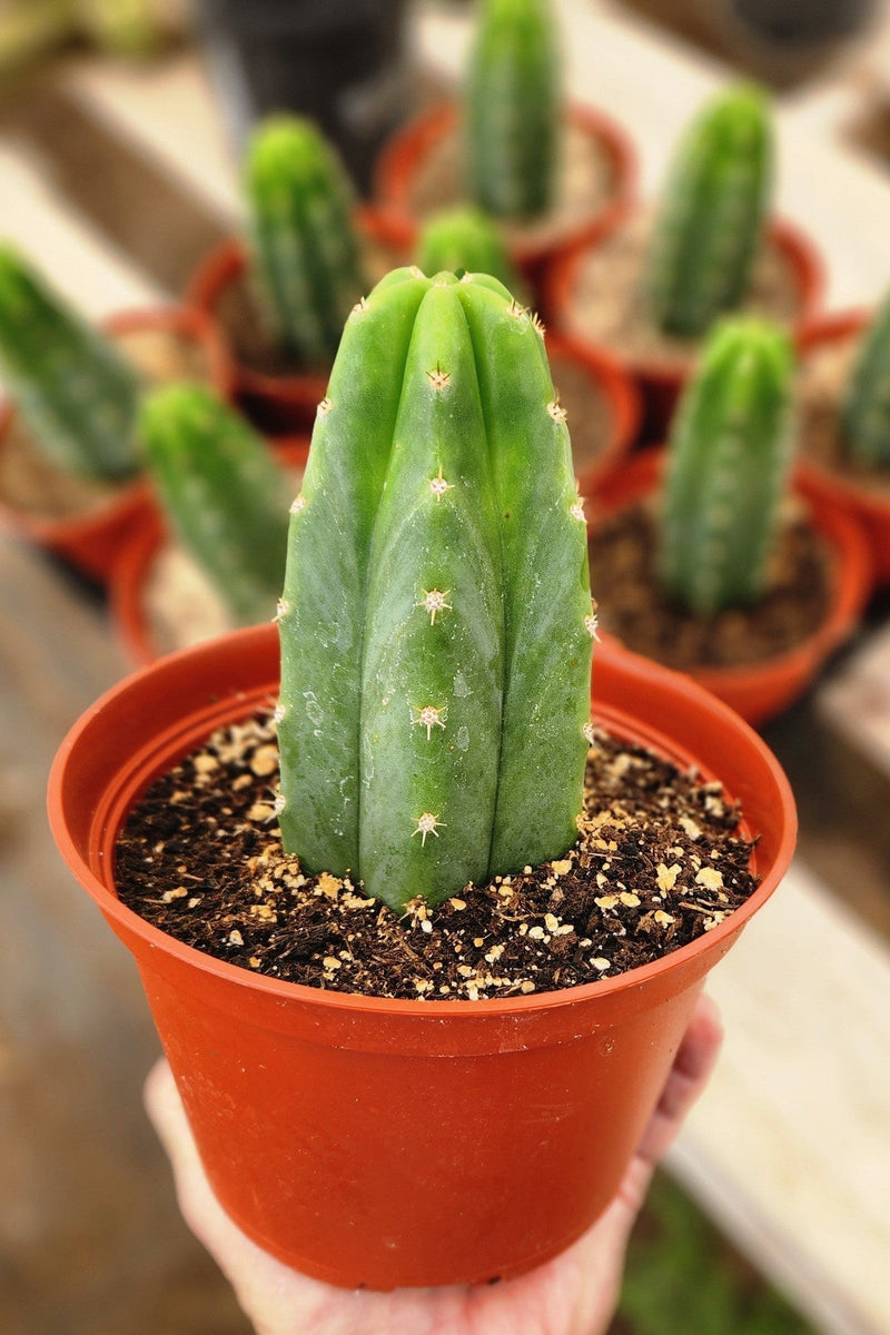 Trichocereus Pachanoi Common San Pedro PC Ornamental Grafting Cactus Cuttings and Potted