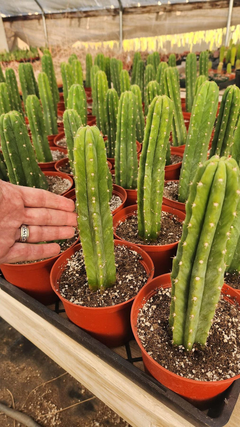 Trichocereus Pachanoi Common San Pedro PC Ornamental Grafting Cactus Cuttings and Potted