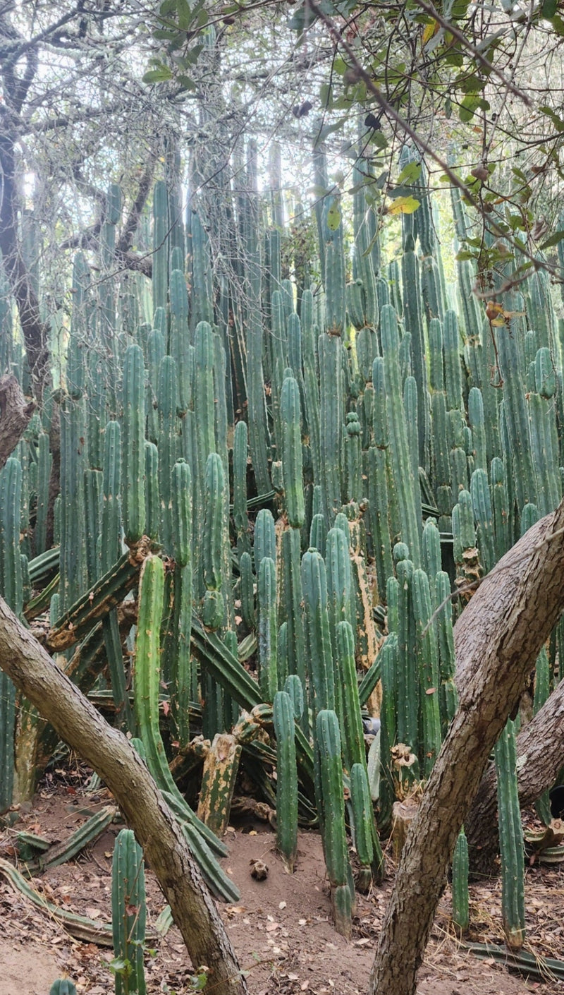 Trichocereus Pachanoi Common San Pedro PC Ornamental Grafting Cactus Cuttings and Potted