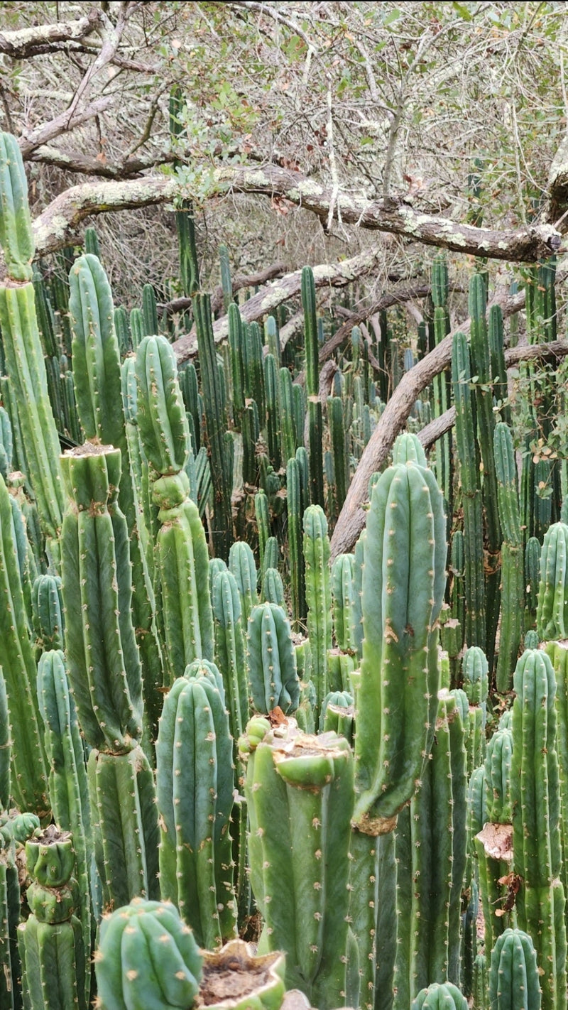 Trichocereus Pachanoi Common San Pedro PC Ornamental Grafting Cactus Cuttings and Potted