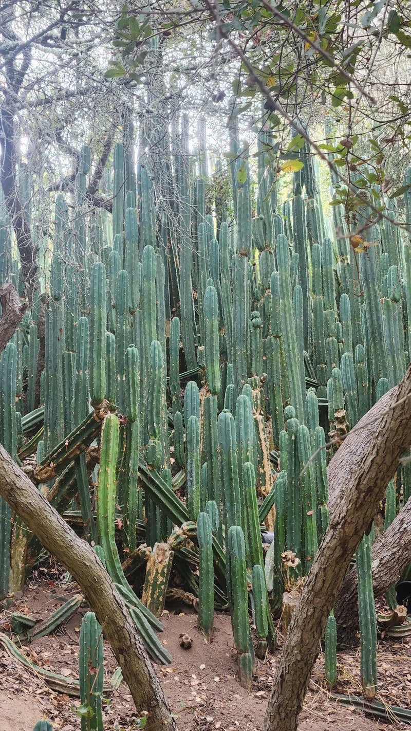 Trichocereus Pachanoi Common San Pedro PC Ornamental Grafting Cactus Cuttings and Potted