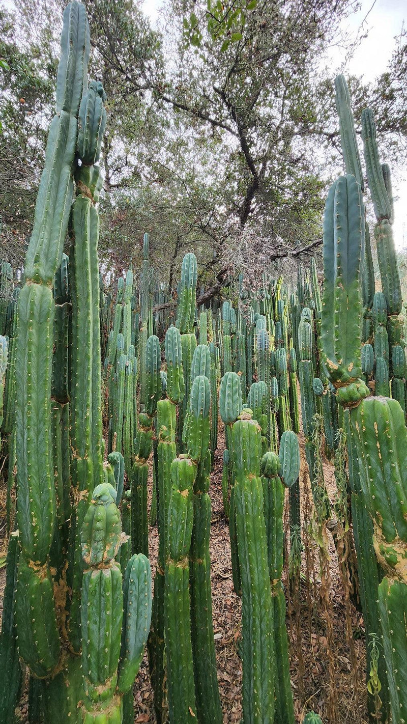 Trichocereus Pachanoi Common San Pedro PC Ornamental Grafting Cactus Cuttings and Potted